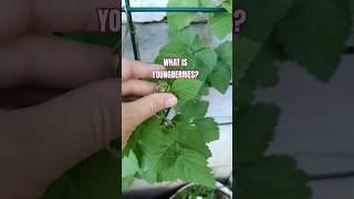 WAS GROWING A YOUNGBERRY VINE A GOOD IDEA [upl. by Malet]