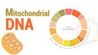 Mitochondrial DNA  mtDNA  All Mitochondrial genes detail [upl. by Aniras]