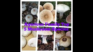 Top 5 Agaricus mushroom species [upl. by Prader]