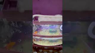 My aquarium DIY top filter 😈 vivia alshotrending rt a [upl. by Nairde]