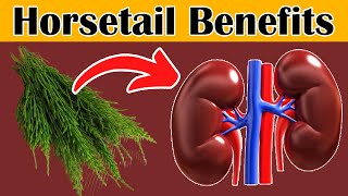 Top 6 Health Benefits of Horsetail  Horsetail Tea Benefits [upl. by Jeaz765]