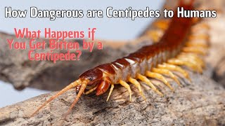 How Dangerous are Centipedes to Humans [upl. by Jessamine]