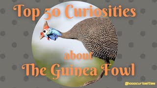 Top 50 Curiosities about the Guinea Fowl [upl. by Straub477]