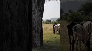 Soon Valley  Wadi e soon sakesar khushab shorts youtubeshorts soonvalley [upl. by Ziguard415]