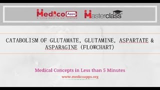 CATABOLISM OF ASPARTATE ASPARAGINE amp GLUTAMATE GLUTAMINE [upl. by Ben]