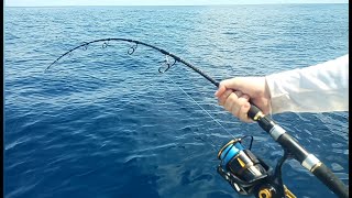 True North Fishing Deep blue Sea Dorado In the grass [upl. by Ennasirk]