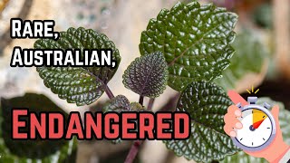 Discover a Rare Endangered Plant  Shiny Leaf Coleus [upl. by Regnig]