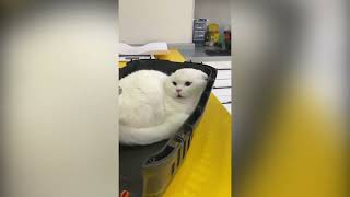 Screaming Cat At Vet Original Meme Template [upl. by Binky]