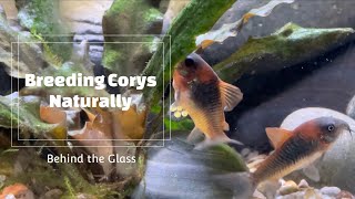 Breeding Corydoras Naturally [upl. by Enaej]