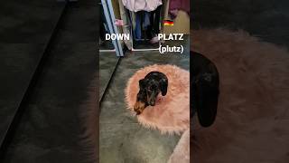 sit and down in german  german dog commands how to pronounce platz and sitz shorts dogtraining [upl. by Avrom963]