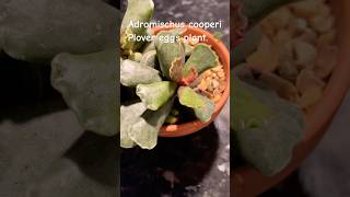 Adromischus cooperi Plover eggs plant houseplant succulent indoorplants indoorgardening [upl. by Lorelie361]