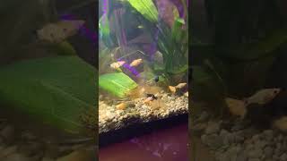 Community fish tank aquarium fish fypシ゚viral [upl. by Llennhoj959]