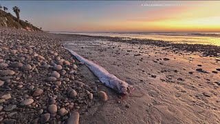 What we know about the elusive doomsday fish that washed ashore in California [upl. by Sergei]