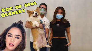 NAGAAWAY MGA ASO NI MAAM RIVA PAANO SILA MAGKAKASUNDO  DOGS OF RIVA QUENERY [upl. by Machos]