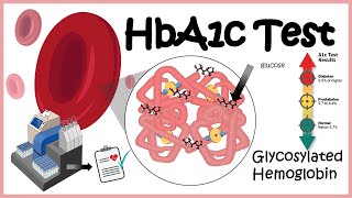 HbA1c Test  Glycosylation of haemoglobin  Diabetes [upl. by Petes636]