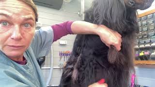 Gordon setter grooming  stripping the elbow [upl. by Ydnagrub598]