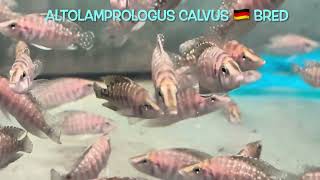 Altolamprologus calvus 🇩🇪 bred [upl. by Anaeirb]