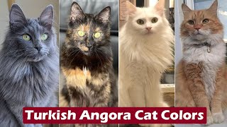 Top 10 Turkish Angora Cat Colors amp Patterns  Turkish Angora Cat Colors [upl. by Yluj507]