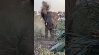 Makuleke – you beautiful wild place elephant thisisafrica [upl. by Quinta]