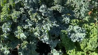 Harvesting Kale amp Making Kale Chips [upl. by Laersi]