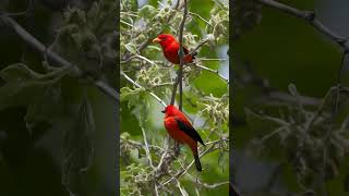 Scarlet Tanager tanager scarlettanager birds [upl. by Rexford]