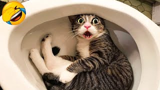 CATS you will remember and LAUGH all day 😂Funny Cats Videos 2023 [upl. by Barr614]