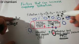 Renal system physiology 23  Edema due lymphatic blockage  Increased colloid osmotic pressure [upl. by Niven]