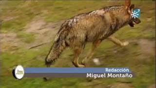 El lobo ibérico en Andalucía [upl. by Annunciata233]