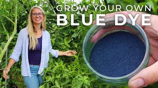 How to Grow Indigo Plants amp Process It into Blue Dye [upl. by Eiramik]