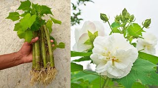 How to propagate Confederate RoseHibiscus Mutabilis from cuttings easy method [upl. by Allyson994]