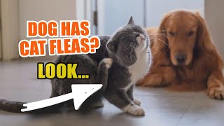 🐶🐱 ¿WHAT if my DOG has CAT FLEAS [upl. by Oilla]