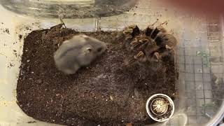 【閲覧注意】チャコジャイアントゴールデンストライプニーvsジャンガリアンハムスター Grammostola pulchripes vs Djungarian hamster [upl. by Naicad]