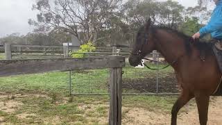 51 How I Teach Opening and Shutting Gates while Mounted [upl. by Garland532]