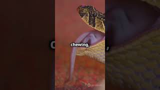 How Snakes Eat JawDropping Facts facts snakes [upl. by Levitus]