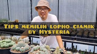 How to choose a good lophophora  Tips from Hysteria Garden [upl. by Royd]