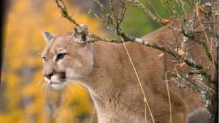 felinos el puma leon de montaña [upl. by Arikihs]