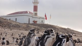 Isla Magdalena 100 mil pinguins Patagônia Chilena by Rachid [upl. by Eelidnarb]