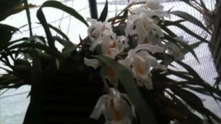 OrchidWeb  Coelogyne cristata [upl. by Tucker]