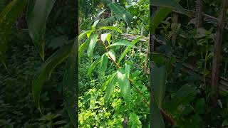 Costus plants short viral plants [upl. by Parsifal]