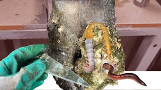 Removing Maggots and a Screw Stuck Inside Cow Hoof with Tweezer 角栓除去 鼻の黒ずみ ピンセット 角栓出し 無心で見れる動画0748 [upl. by Salomo]