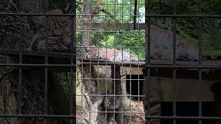 Trexler Game Preserve Bobcat [upl. by Atelokin300]