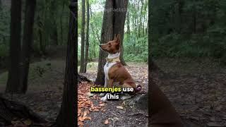 The Dog That Doesn’t Bark Meet the Unique Basenji dogfacts pets caninecuriosities doglovers [upl. by Marcellina684]