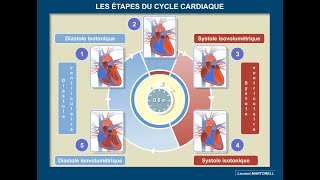 Quelles sont les étapes du cycle cardiaque [upl. by Nnaecyoj]