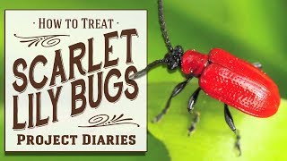 ★ How to Identify amp Treat Scarlet Lily Bugs A Complete Information Guide [upl. by O'Dell]