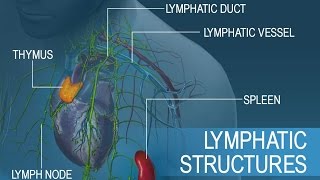 Anatomy and Physiology of Lymphatic System [upl. by Lipps]