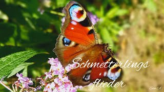 Schmetterlinge Schmetterlingsbaum Schmetterlingsflieder Sommerflieder [upl. by Dorahs911]