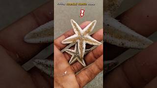 Saved standard Starfish 🌊 abhifishinglife starfish shortsviral [upl. by Oirram]