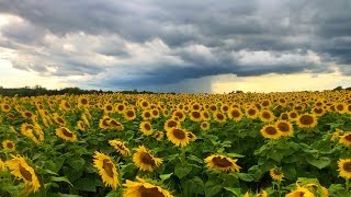 Sunflower Field TimeLapse [upl. by Eirene]