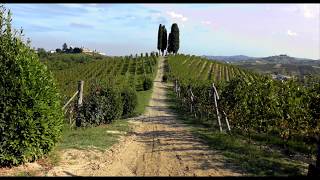 Michele Chiarlo vineyards tour short version [upl. by Suaeddaht]