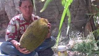 How to Eat a 20 Pound Jackfruit and other Jack Fruit Information [upl. by Brandi874]